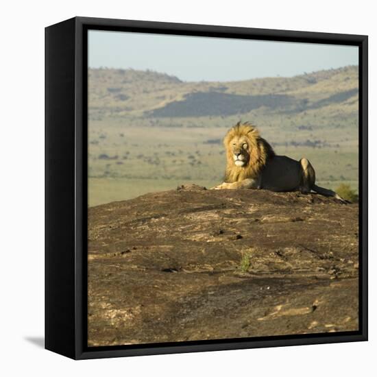 African Male Lion-Mary Ann McDonald-Framed Premier Image Canvas