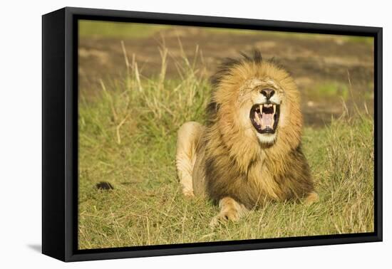 African Male Lion-Mary Ann McDonald-Framed Premier Image Canvas