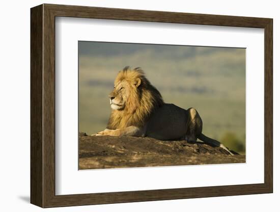 African Male Lion-Mary Ann McDonald-Framed Photographic Print