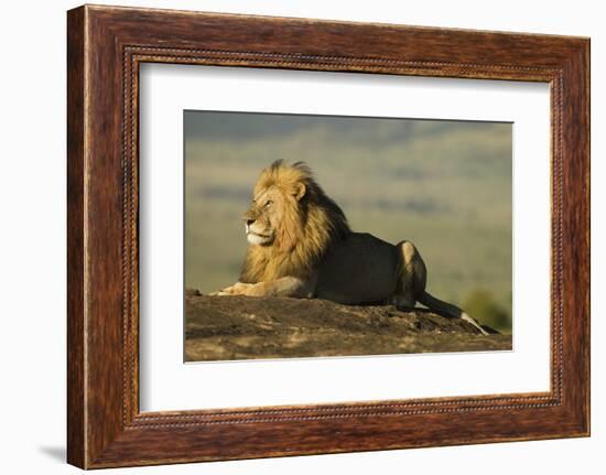 African Male Lion-Mary Ann McDonald-Framed Photographic Print