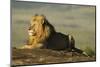 African Male Lion-Mary Ann McDonald-Mounted Photographic Print