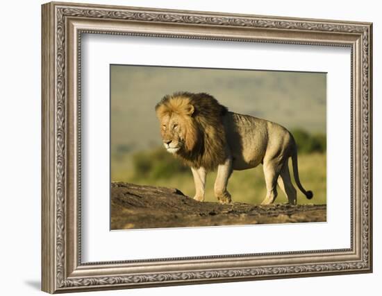 African Male Lion-Mary Ann McDonald-Framed Photographic Print