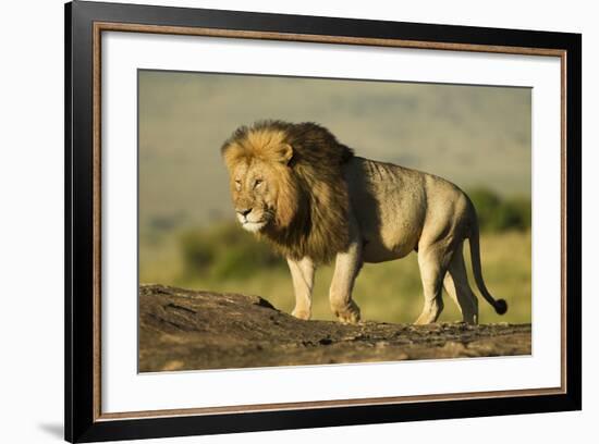 African Male Lion-Mary Ann McDonald-Framed Photographic Print