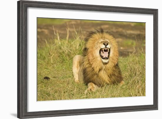 African Male Lion-Mary Ann McDonald-Framed Photographic Print