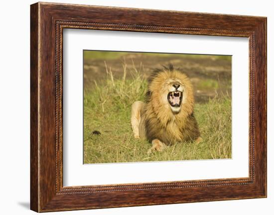 African Male Lion-Mary Ann McDonald-Framed Photographic Print