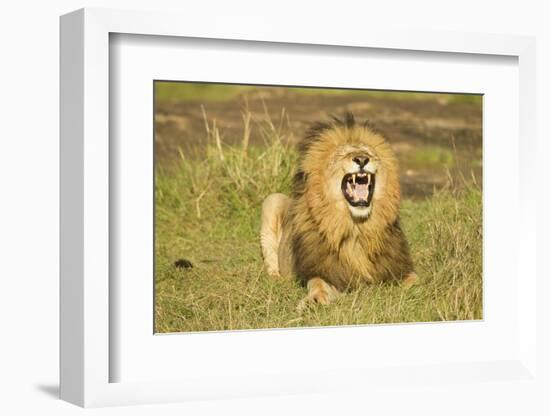 African Male Lion-Mary Ann McDonald-Framed Photographic Print