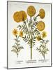 African Marigold and French Marigolds, from 'Hortus Eystettensis', by Basil Besler (1561-1629), Pub-German School-Mounted Giclee Print