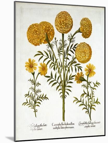 African Marigold and French Marigolds, from 'Hortus Eystettensis', by Basil Besler (1561-1629), Pub-German School-Mounted Giclee Print