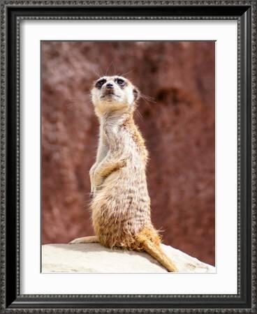 African Meerkat Animal' Art Print - Wonderful Dream African Meerkat Animal' Art Print - Wonderful Dream