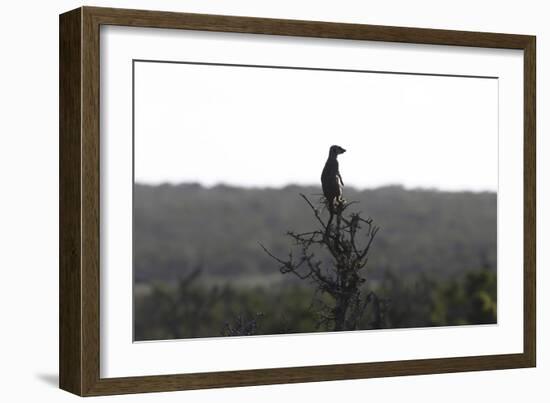 African Meerkat-Bob Langrish-Framed Photographic Print