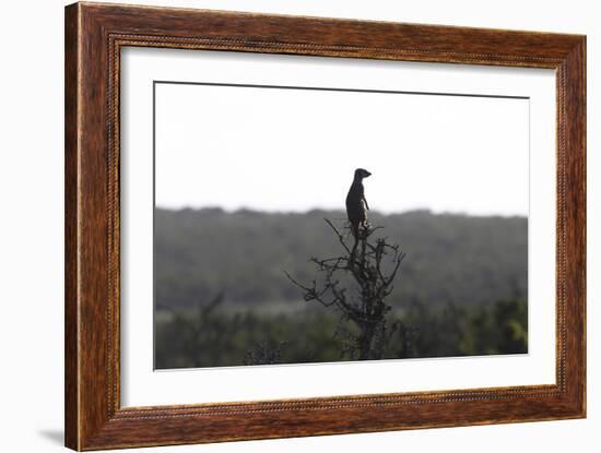 African Meerkat-Bob Langrish-Framed Photographic Print