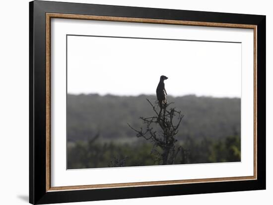 African Meerkat-Bob Langrish-Framed Photographic Print