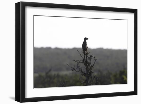 African Meerkat-Bob Langrish-Framed Photographic Print