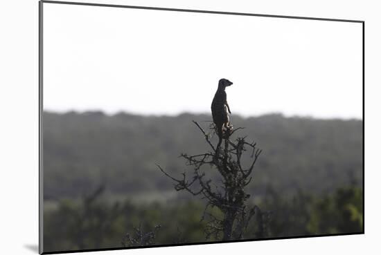 African Meerkat-Bob Langrish-Mounted Photographic Print