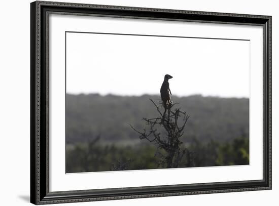 African Meerkat-Bob Langrish-Framed Photographic Print