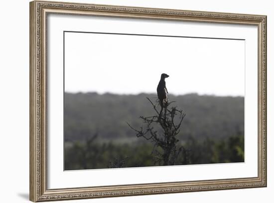 African Meerkat-Bob Langrish-Framed Photographic Print