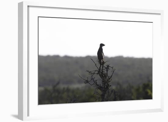 African Meerkat-Bob Langrish-Framed Photographic Print