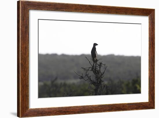 African Meerkat-Bob Langrish-Framed Photographic Print
