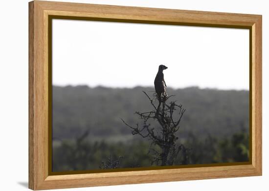 African Meerkat-Bob Langrish-Framed Premier Image Canvas