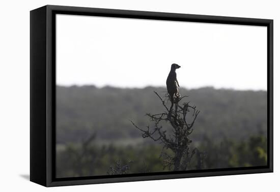 African Meerkat-Bob Langrish-Framed Premier Image Canvas