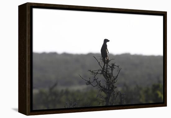 African Meerkat-Bob Langrish-Framed Premier Image Canvas