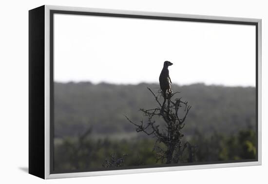 African Meerkat-Bob Langrish-Framed Premier Image Canvas