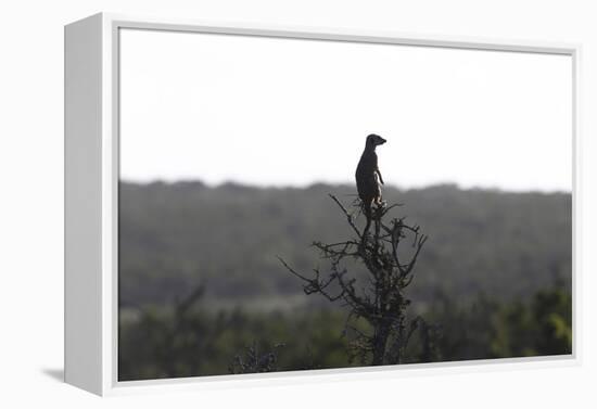 African Meerkat-Bob Langrish-Framed Premier Image Canvas