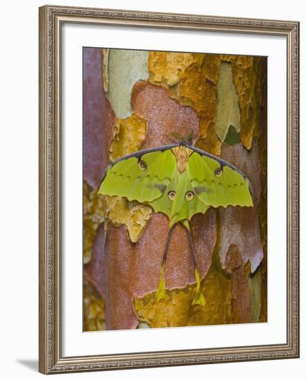 African Moon Moth on Tree Trunk-Darrell Gulin-Framed Photographic Print