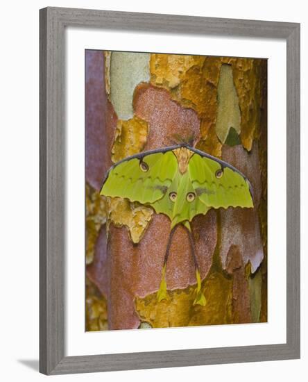 African Moon Moth on Tree Trunk-Darrell Gulin-Framed Photographic Print