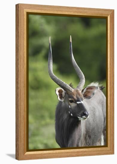 African Nyala 01-Bob Langrish-Framed Premier Image Canvas