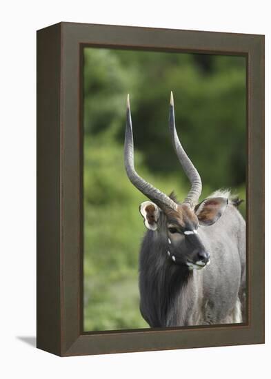 African Nyala 01-Bob Langrish-Framed Premier Image Canvas