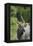 African Nyala 01-Bob Langrish-Framed Premier Image Canvas