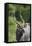 African Nyala 01-Bob Langrish-Framed Premier Image Canvas