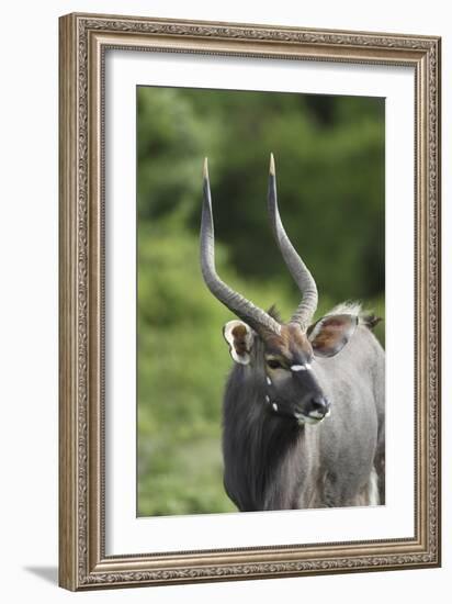 African Nyala 01-Bob Langrish-Framed Photographic Print