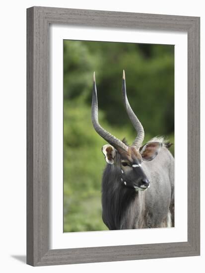 African Nyala 01-Bob Langrish-Framed Photographic Print