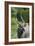 African Nyala 01-Bob Langrish-Framed Photographic Print