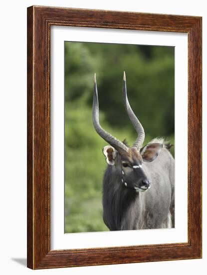 African Nyala 01-Bob Langrish-Framed Photographic Print