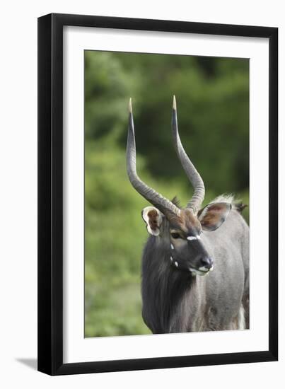 African Nyala 01-Bob Langrish-Framed Photographic Print