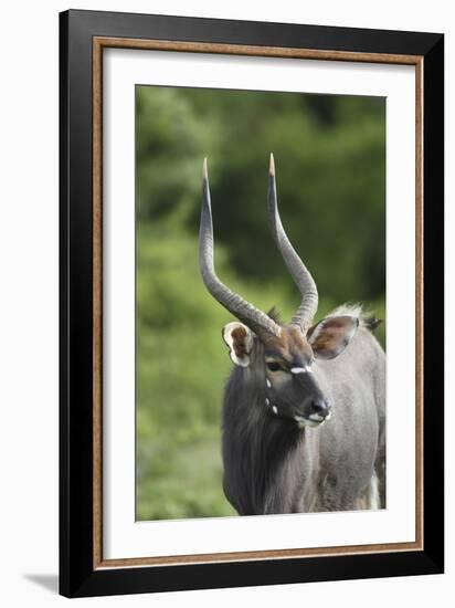 African Nyala 01-Bob Langrish-Framed Photographic Print