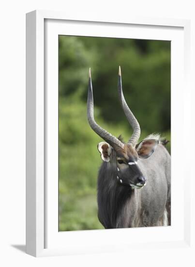 African Nyala 01-Bob Langrish-Framed Photographic Print