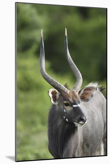 African Nyala 01-Bob Langrish-Mounted Photographic Print