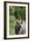 African Nyala 01-Bob Langrish-Framed Photographic Print