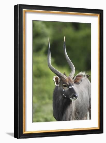 African Nyala 01-Bob Langrish-Framed Photographic Print