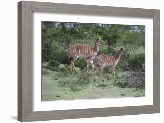 African Nyala 07-Bob Langrish-Framed Photographic Print