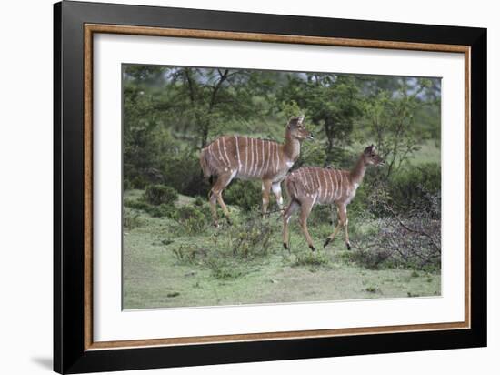 African Nyala 07-Bob Langrish-Framed Photographic Print