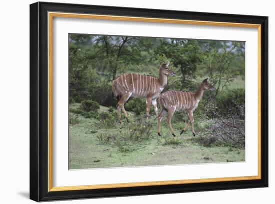 African Nyala 07-Bob Langrish-Framed Photographic Print
