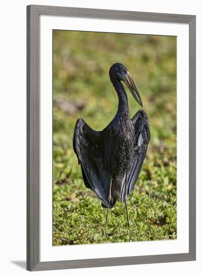 African open-billed stork (African openbill) (Anastomus lamelligerus), Selous Game Reserve, Tanzani-James Hager-Framed Photographic Print