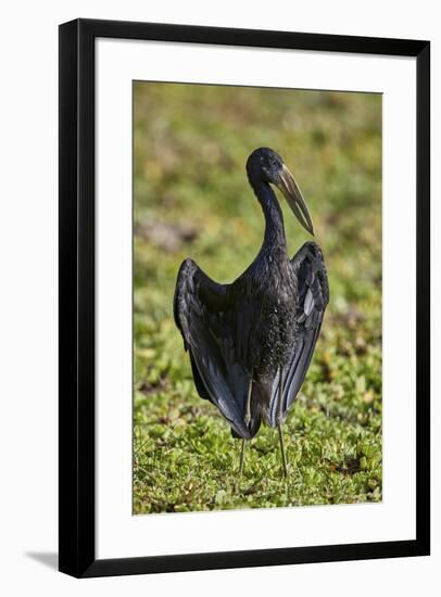 African open-billed stork (African openbill) (Anastomus lamelligerus), Selous Game Reserve, Tanzani-James Hager-Framed Photographic Print