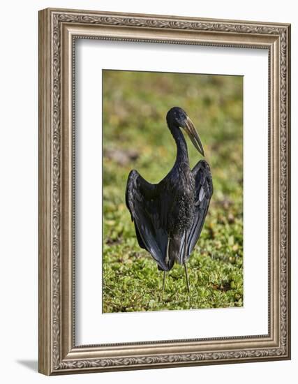 African open-billed stork (African openbill) (Anastomus lamelligerus), Selous Game Reserve, Tanzani-James Hager-Framed Photographic Print