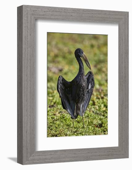 African open-billed stork (African openbill) (Anastomus lamelligerus), Selous Game Reserve, Tanzani-James Hager-Framed Photographic Print